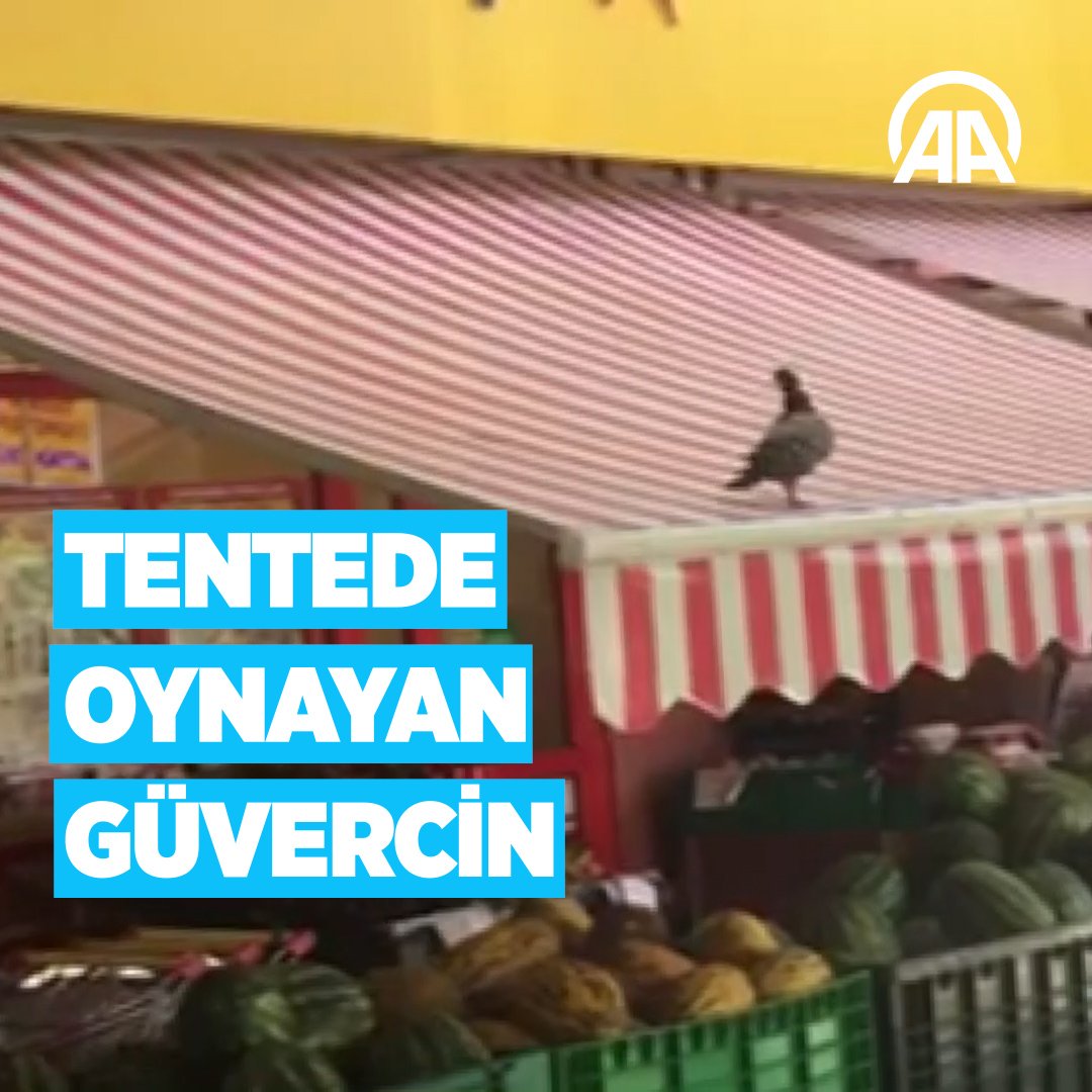 Ankara'da, marketin tentesinde tek başına oyun oynayan güvercin.