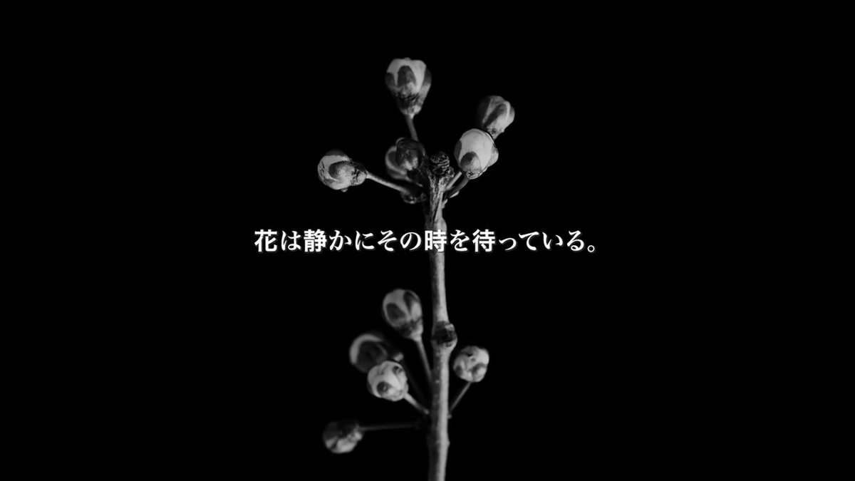 ╋━━━━━━━ 365日の努力の上にー この春、大輪の花が咲き誇る。 ━━━━━━━╋ 女子バスケ最強決定戦がついに開幕！ 栄冠を懸けた白熱の戦いを、ぜひ会場でー。 🏆京王電鉄 presents Wリーグプレーオフ 2024-25 #Wリーグプレーオフ #Wリーグ