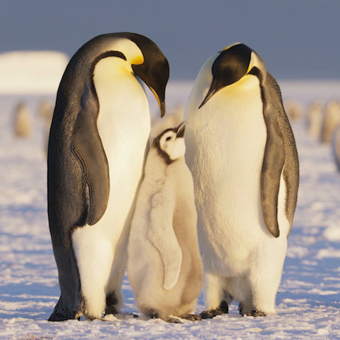 Uncover the secrets of penguins with Bertie Gregory—from the amazing to the simply unbelievable 🐧 #SecretsOfThePenguins premieres April 20 on National Geographic TV, streaming next day on Disney+ and Hulu. #ourHOME