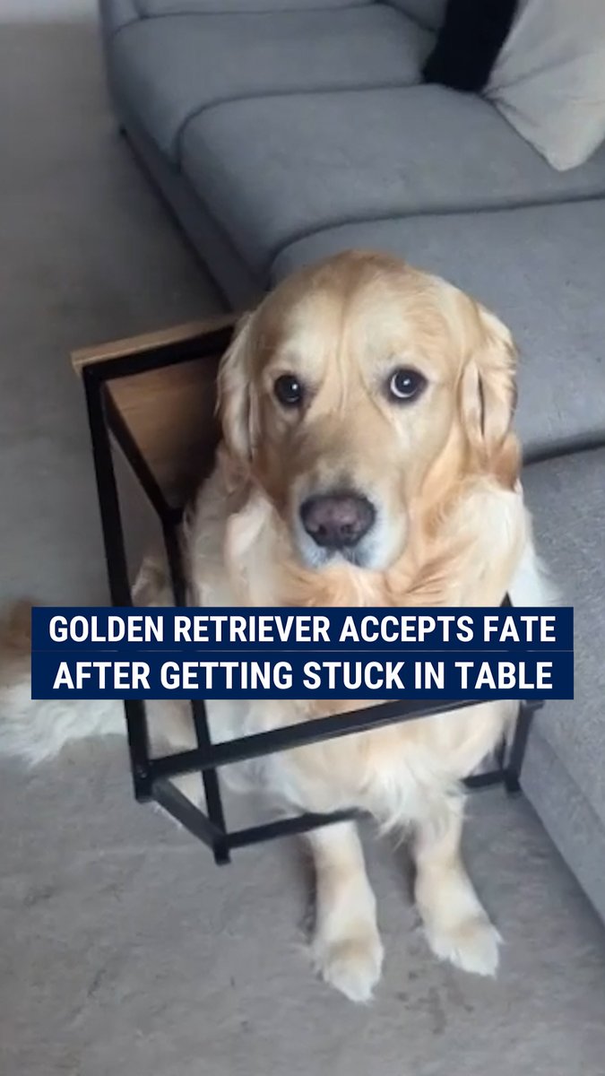 RUFF DAY AT WORK: A golden retriever quietly waited for help after he got himself stuck in a coffee table while his owner was in meetings.