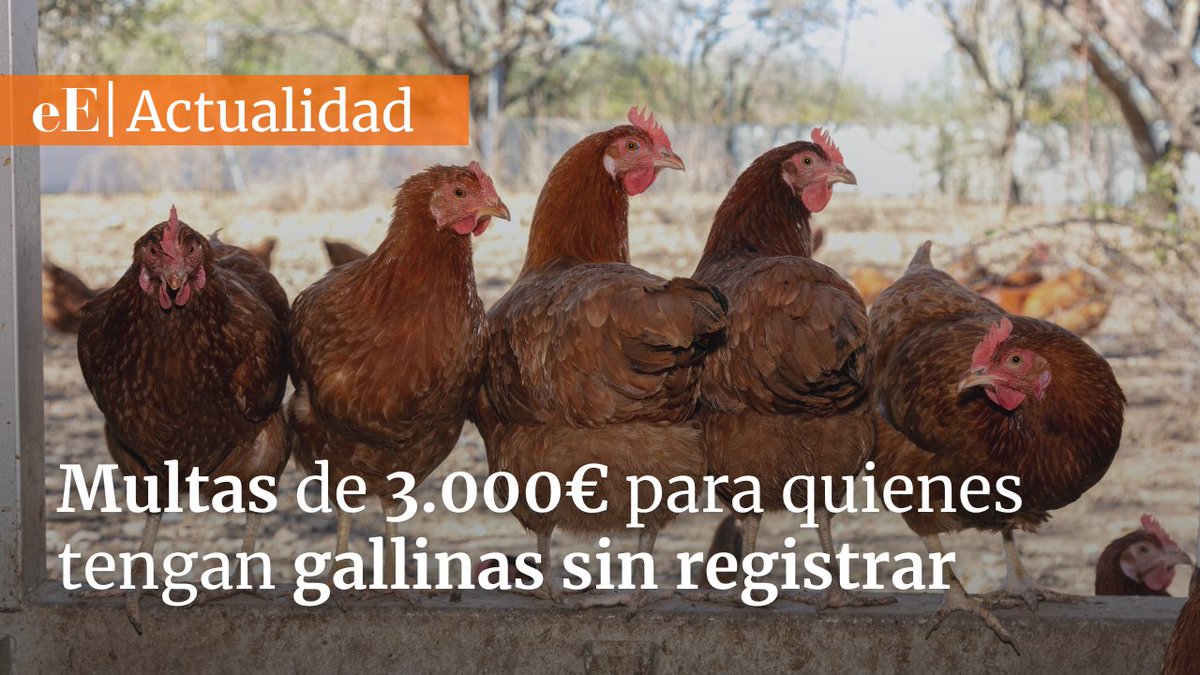 🥚🐔 La ley recoge obligaciones para los huevos de autoconsumo: multas de hasta 3.000 euros para quienes tengan gallinas sin registrar 🔗 Todos los detalles en el siguiente enlace: