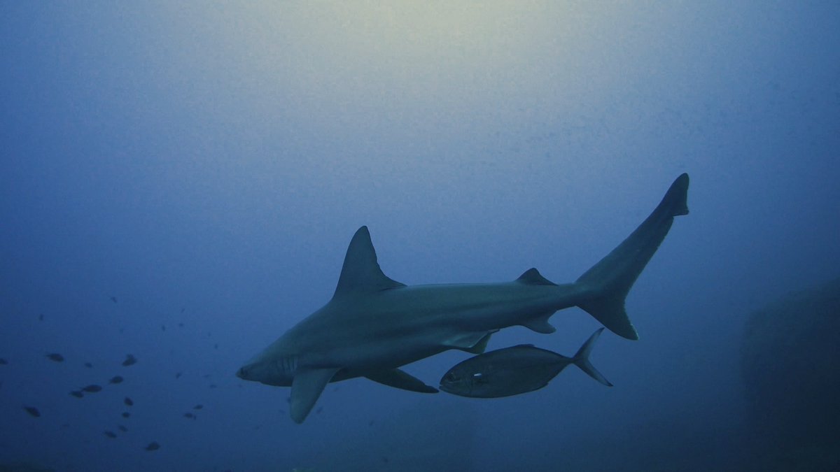The blue runner fish hides in the shadows of sharks to ambush its prey. Learn more about the unusual predatory behavior: News from Science