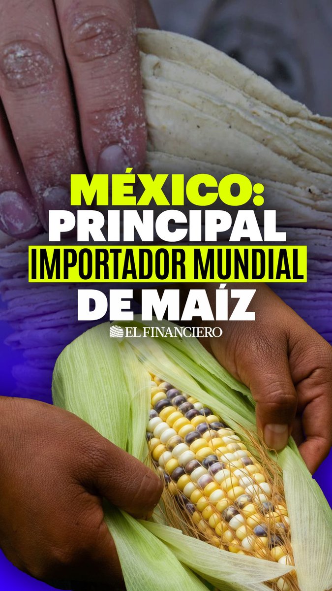 🌽 México enfrentará escasez de maíz blanco en 2025 🚨