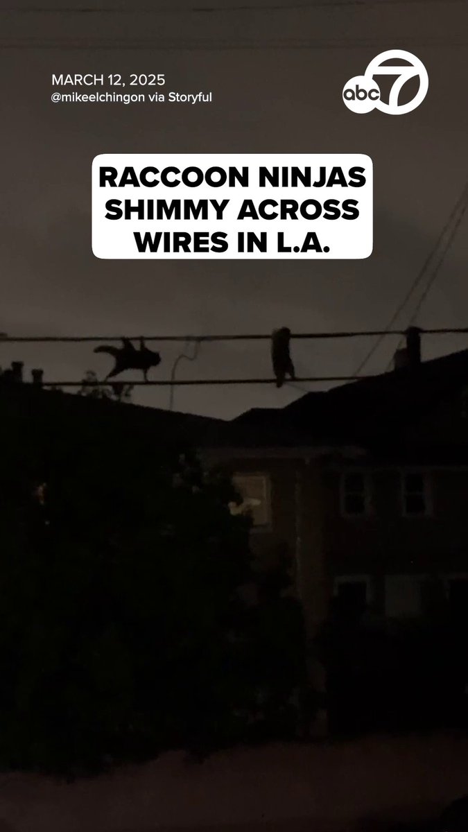 A gaze of raccoons was spotted shimmying across utility wires over a darkened Los Angeles neighborhood, resembling a “top-secret mission.” 😅🦝