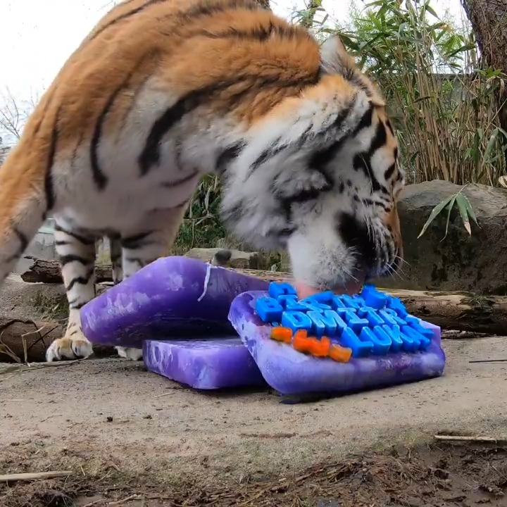 Happy purrthday Luka and Dmitri! The Amur tiger brothers celebrated with a cake made of frozen goat milk.
