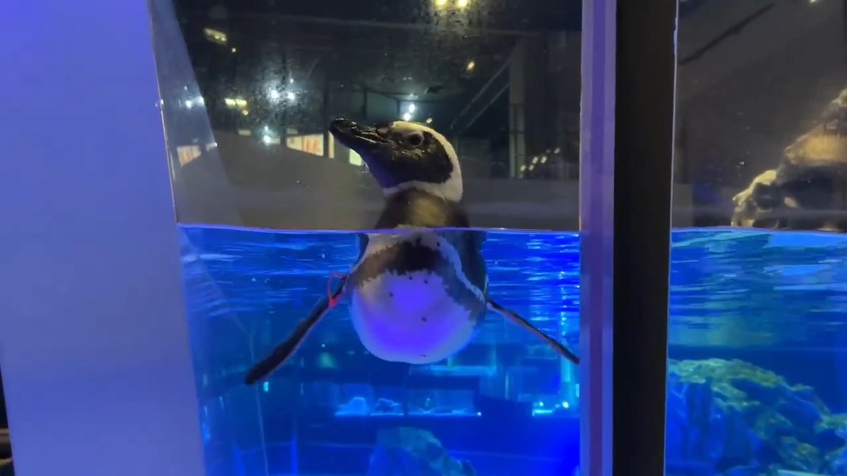 ぷかぷかアケビ🐧 今週もお疲れ様でした😊