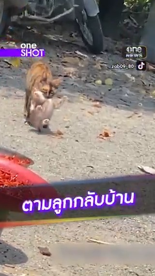 แม่แมวไม่ทน! ตามลูกสาวหนีเที่ยวกลับบ้าน #oneShot