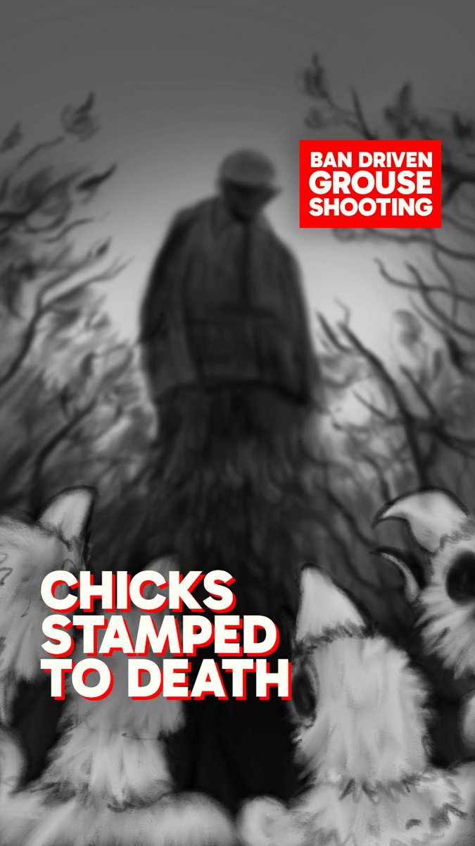 This is one of the most gruesome raptor persecution cases I have ever heard– yet incidents like this take place up and down the country every single year . It must end , please sign our petition to ban driven grouse shooting now