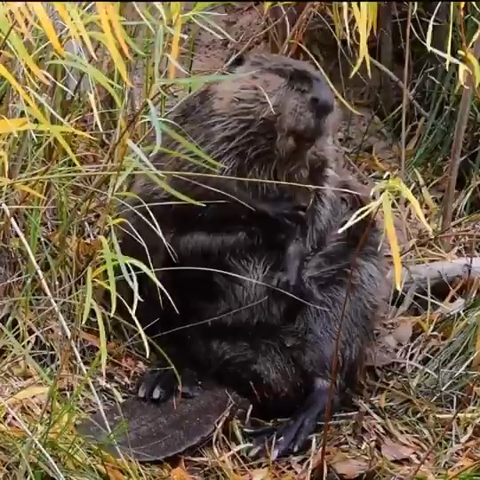 Got that spring cleaning itch? You're not alone! As the air warms and the ground thaws, wildlife is busy tidying up for the new season. Birds fluff up their nests, badgers swap out their bedding and rattlesnakes make sure their hunting grounds are just right. Video by NPS