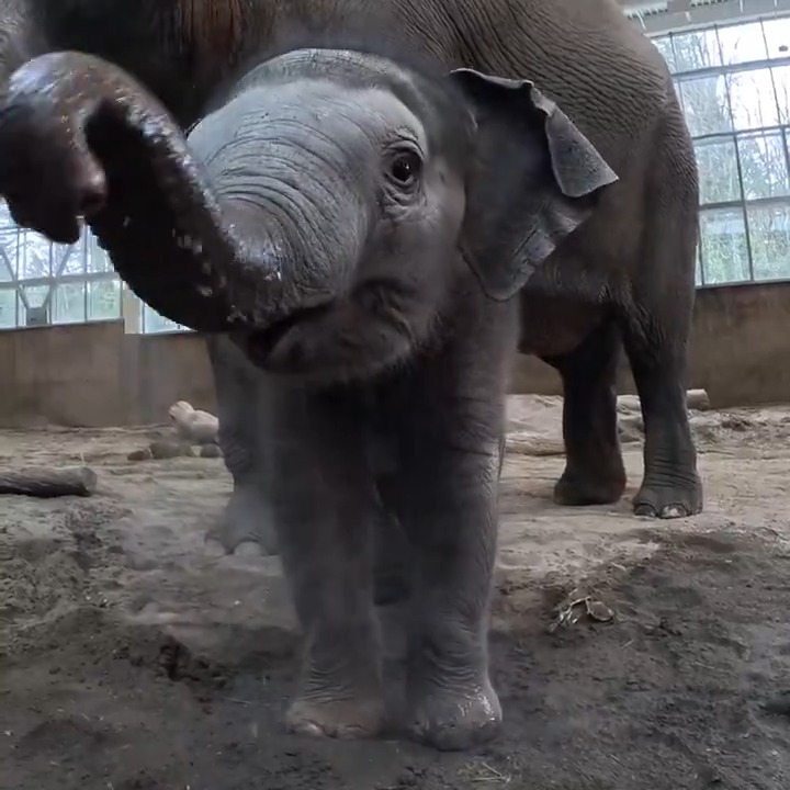 Baby shower 🚿 Tula and her mom Rose-Tu enjoyed a splash in a warm shower. Asian elephants can drink up to 50 gallons of water a day, and they often swim and play in it too!