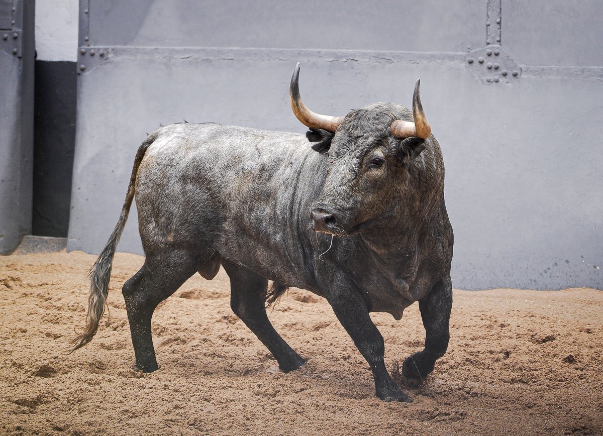 [🎥 𝗗𝗘𝗦𝗘𝗠𝗕𝗔𝗥𝗤𝗨𝗘] 🔥¡𝗕𝗢𝗢𝗠! Estas son las espectaculares imágenes que nos han dejado los toros de 𝐀𝐝𝐨𝐥𝐟𝐨 𝐌𝐚𝐫𝐭𝐢́𝐧 en el desembarque. El domingo abrimos temporada en #LasVentas (18:00h.) 🎟️
