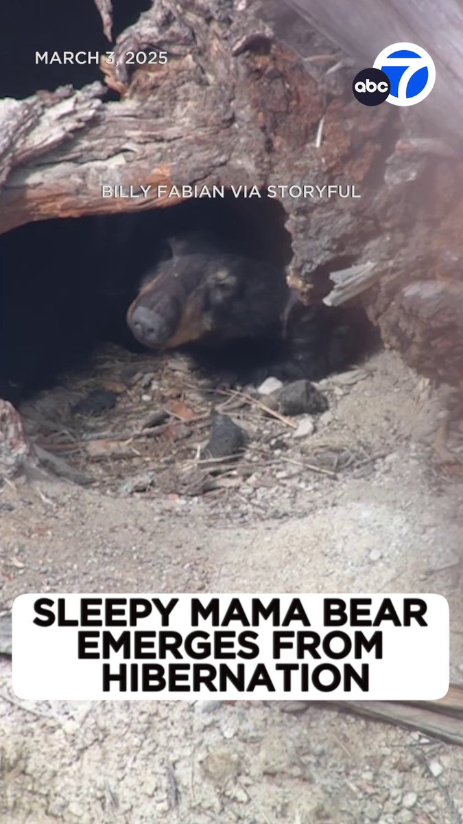 A mother black bear in Yellowstone National Park was seen waking up from hibernation and ending her 'Ursa Major' slumber, stumbling out from her cave to reveal some little bear cubs inside. 🐻😅