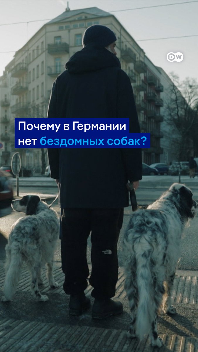 В Германии нет бездомных собак. Здесь действуют строгие законы: например, тому, кто выбросит домашнее животное на улицу, грозит штраф до 25 тысяч евро, а за жестокое обращение с животными можно попасть в тюрьму. А еще в Германии хорошо развита система приютов