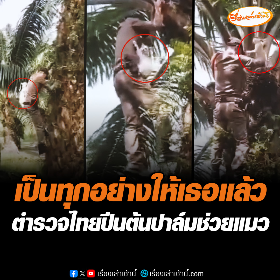 ชื่นชม ตำรวจ สภ.ชะเมา จ.นครศรีธรรมราช ปีนต้นปาล์มช่วยน้องแมวที่วิ่งหนีหมา เจ้าของเผยขึ้นไปกว่า 2 วันแล้วน้องไม่ยอมลงมา สุดท้ายช่วยได้อย่างปลอดภัย #เรื่องเล่าเช้านี้ #ข่าวช่อง3 #ข่าวโซเชียล #นครศรีธรรมราช