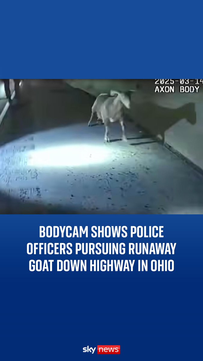 Two police officers chased the escapee goat for around 20 minutes as they attempted to corner the animal on a highway in Ohio🐐 More videos: