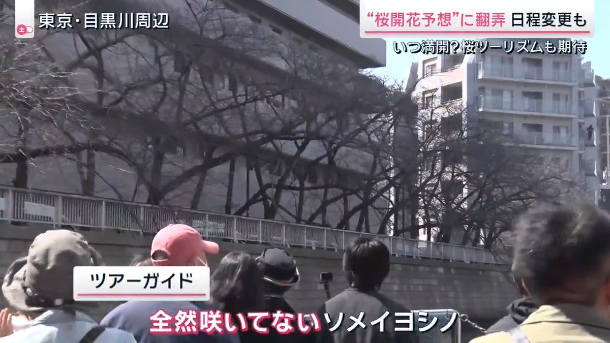 【”桜開花予想”に翻弄 急きょ日程変更も】 去年は記録的な暖冬で民間企業による開花予想が12日遅れ →桜のイベントで日程変更が相次ぐ ▼例年2万人が利用するという目黒川の”お花見クルーズ” 天王洲から出航し約70分かけて約800本の桜を鑑賞することができる往復8kmのコース おととしは3月24日の時点で満開の桜 →去年は3月30日の時点でほとんど咲いていない状態… →今年は運航期間を2週間延長 ▼日本有数の桜の名所 千鳥ヶ淵の周辺では毎年約100万人が訪れる”さくらまつり”も始まる 例年は12日間の開催のところ今年から43日間に拡大 →まつりの期間を長めに設定し、ライトアップの12日間の日程を桜に合わせて決定 ▼さくらまつりの期間中千代田区の桜の名所を巡る自転車ツアーでは… 早咲きの“シュゼンジカンザクラ”は見ごろを過ぎ… 目玉の“ソメイヨシノ”は全く咲いていない… →21日の参加者は”ゼロ” さくらサイクルツアーガイド 鈴木優子さん 「3月下旬から4月上旬の予約は埋まり始めましたが、桜に翻弄されています」 ▼極端な気候で桜の開花予想はより難しく… 森口哲夫気象予報士 「開花予想は過去の気温などのデータに基づいて出されているが、近年は過去に例のないほど大きな寒暖差になることが多く予報が難しくなってきている」 「来週は暖かさを通り越して暑いくらいの陽気になりそう。この陽気で桜の開花が一気に進んで開花から満開までが早いと思います」 「ただ、月末から4月初めにかけて“寒の戻り”が予想されているのでお花見がピークのタイミングで寒くなってきそう」 サタデーステーション