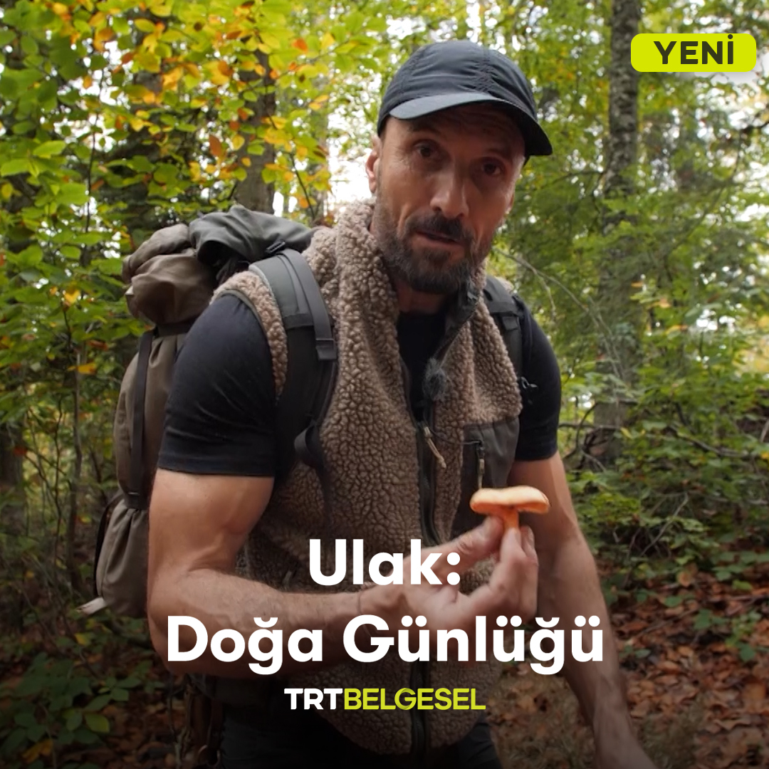 Ormanda mantar toplayan Serdar Kılıç, doğada bulunan en lezzetli türlerden biri olan Kanlıca mantarını inceliyor. 🍄 “Ulak: Doğa Günlüğü”, yeni bölümüyle 22.00’de TRT Belgesel’de. #izleritakipet #hikayeyipaylaş