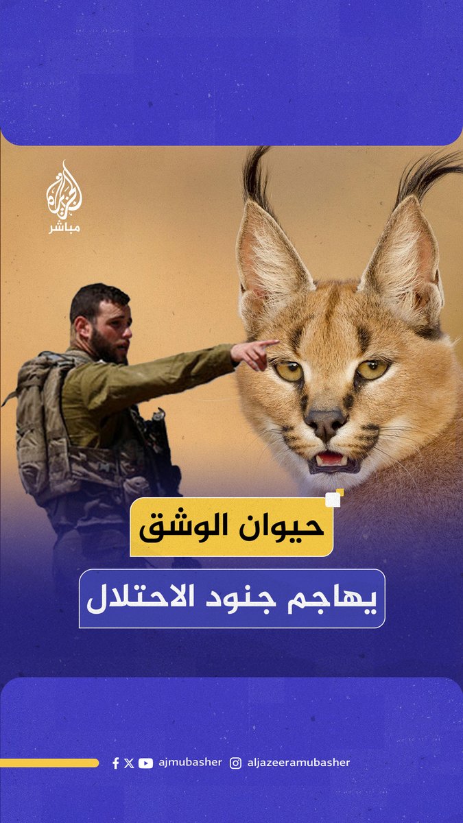 جميل ، أنيق ، رشيق ، قوي ، صياد ، نظيف ، يكره الخنازير و يصيدهم : #الوشق_المصري