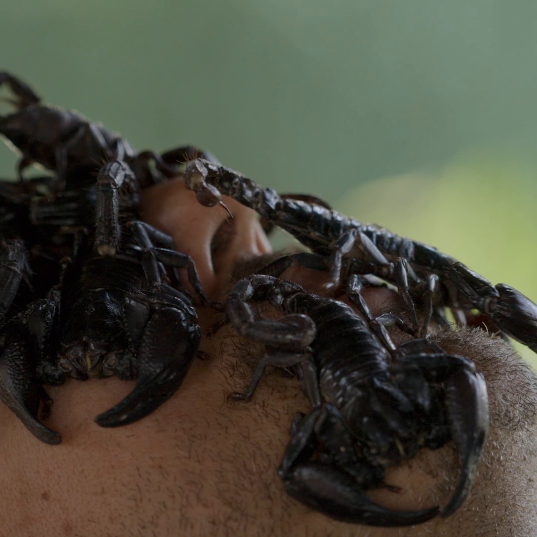 Caution: this one might sting. 🦂 David Blaine Do Not Attempt premieres tomorrow at 9/8c on National Geographic. Stream next day on Disney+ and Hulu. #DavidBlaineDoNotAttempt