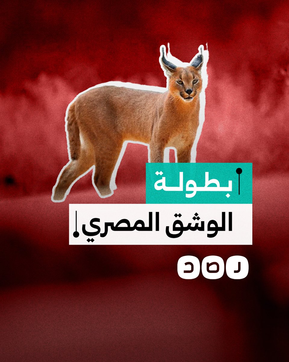 بعد مهاجمته جنود الاحت/ـلال.. الوشق المصري يتصدر مواقع التواصل في مصر