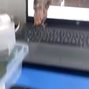 tüyü yolunmuş papağan güllü dinliyor