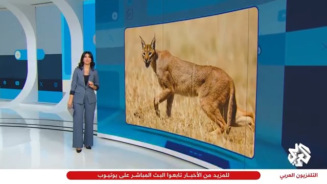 حيوان "الوشق" يتسلّل من #مصر ويهاجم جنودا إسرائيليين تابعوا حساب التلفزيون العربي👇