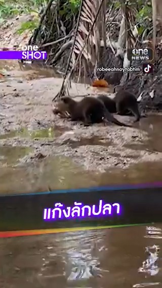ส่องความน่ารักนากน้อยแก๊งลักปลา #oneShot