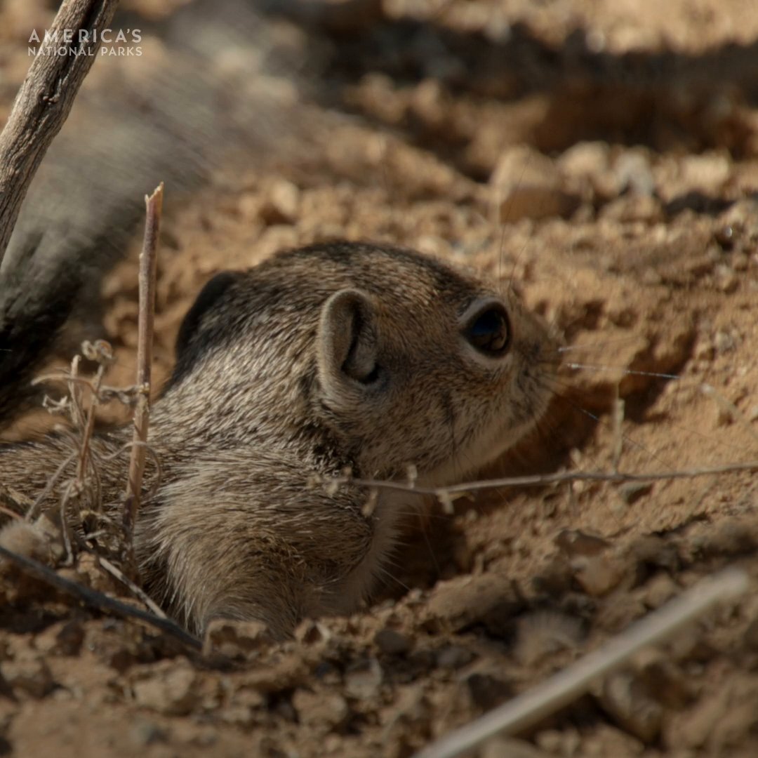 Protected by their mother and her incredible reflexes, these young Harris's antelope squirrels have nothing to be afraid of. #AmericasNationalParks is now streaming on Disney+.