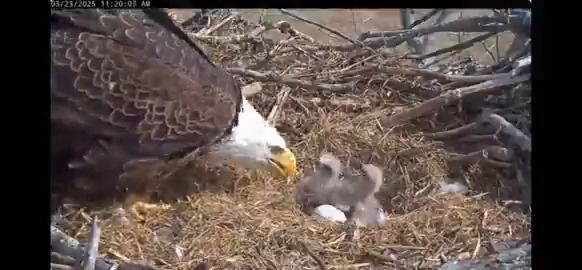 Welcome to the world, little eaglets! 🐣🦅 These newly hatched bald eagle chicks may weigh just a few ounces, but they’re already stealing our hearts. Stick around for more tender moments as they grow and thrive in the nest.