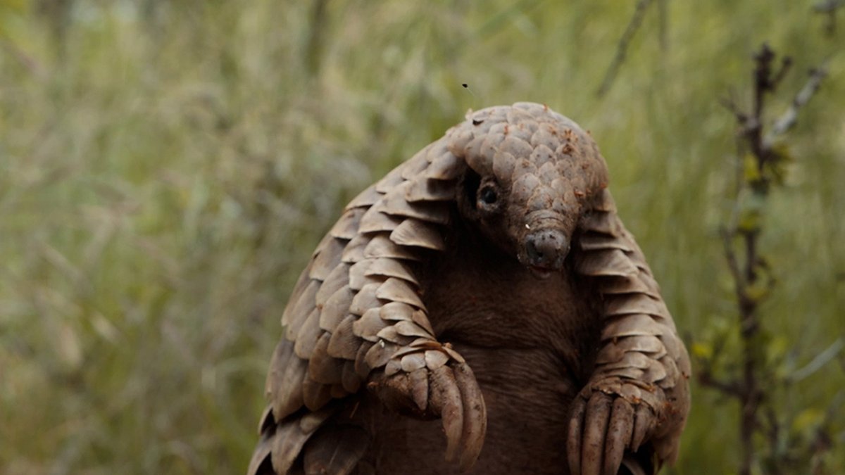 A man finds new purpose when he rescues a baby pangolin, one of the most trafficked animals in the world, and embarks on a mission to rehabilitate him for a life of freedom in the wild. Pangolin: Kulu's Journey, from the director of My Octopus Teacher, premieres April 21.