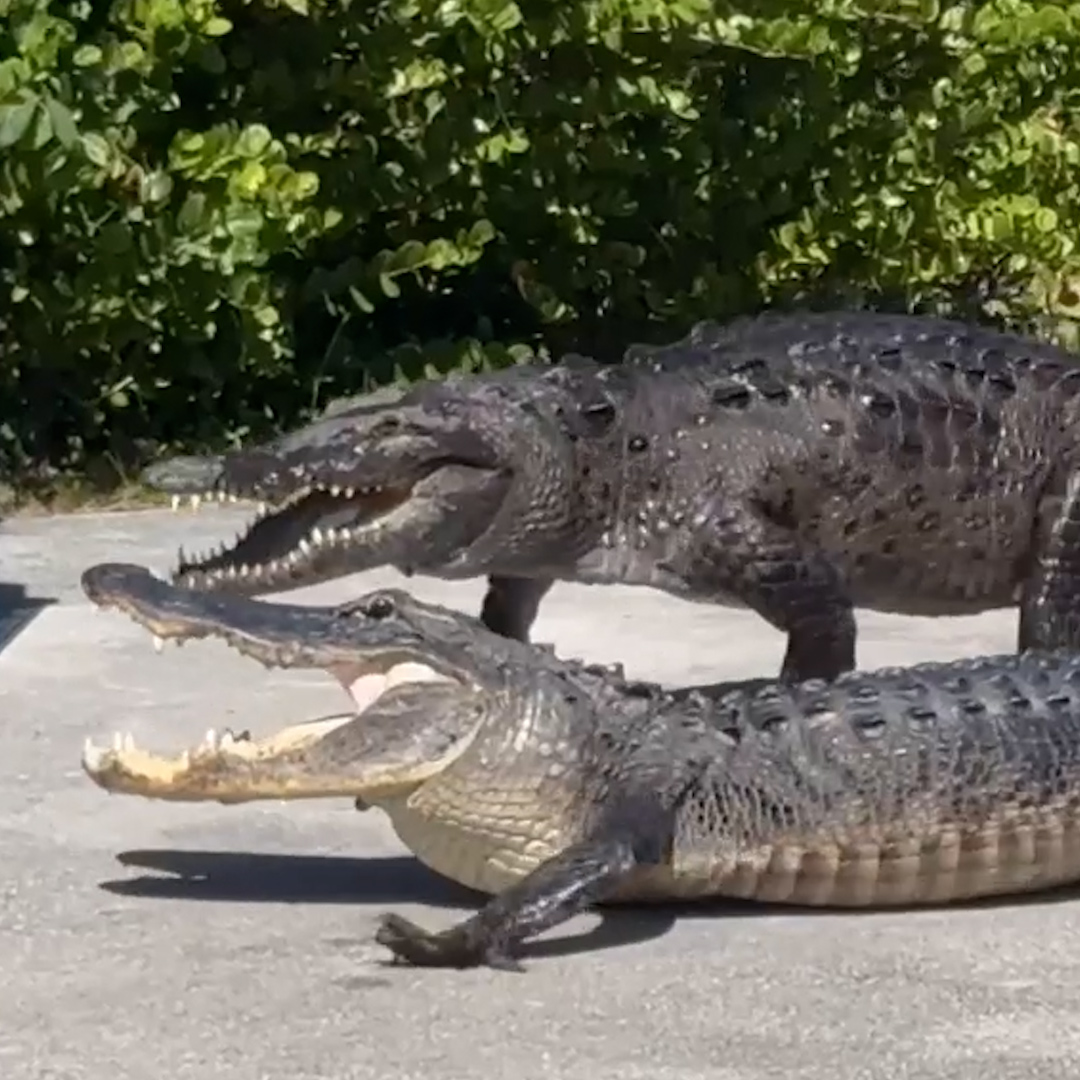 An onlooker was stunned to see an alligator and crocodile enthralled in an epic battle at Everglades National Park. South Florida is the only place in the world where the two can be found together in the wild, according to the U.S. Geological Survey.