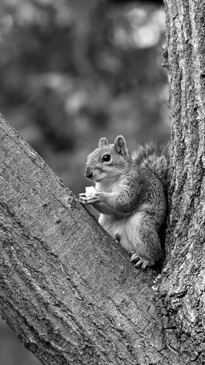 TCU squirrels scurry around campus...nameless. Now’s your chance to give one of these adorable creatures the name they deserve! For just $3, you can make a real difference in the life of a nameless TCU squirrel AND support TCU student scholarships. 🐿️✨ For more information, visit: TCU Frog Club TCU Alumni