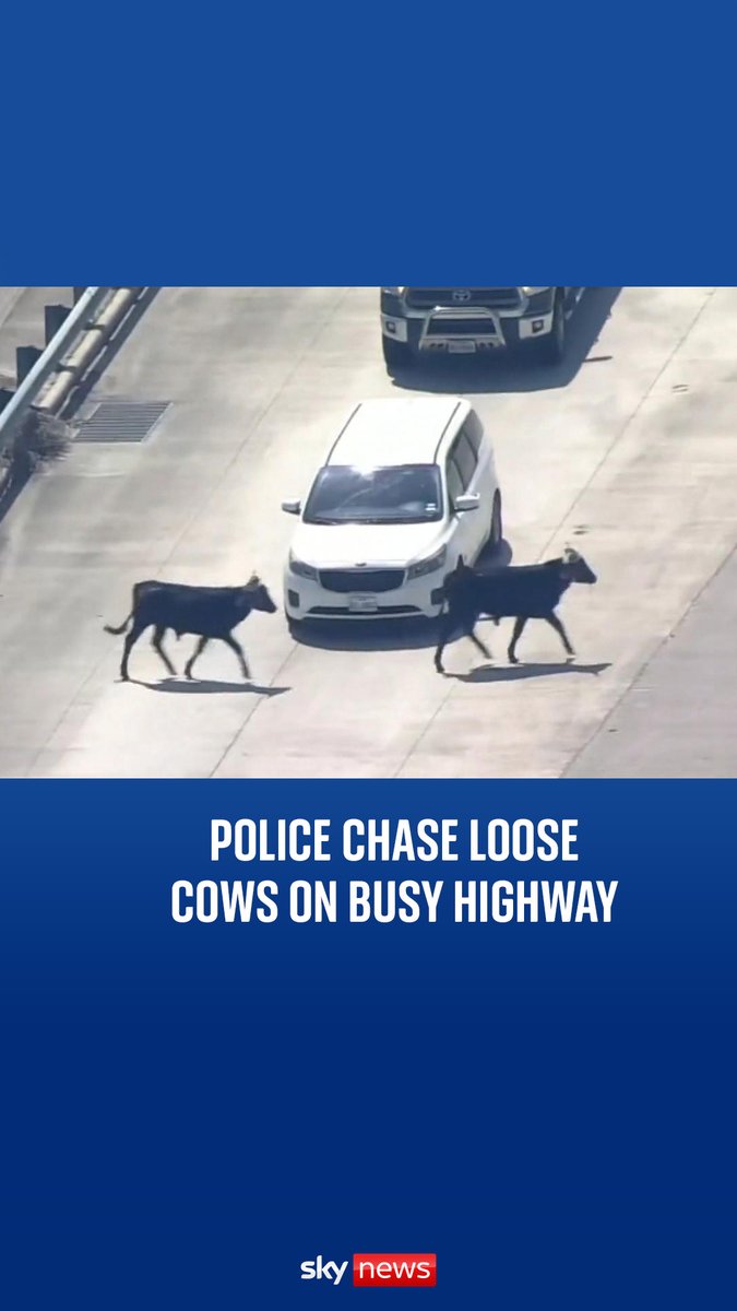 A herd of cattle has caused major traffic delays on a highway near Houston, with dozens of cows eluding capture for hours.