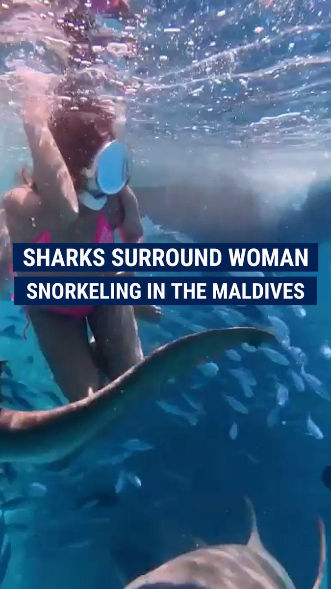HEART-POUNDING: A snorkeler was swimming in the Indian Ocean paradise when a school of nurse sharks got a little too close for comfort.