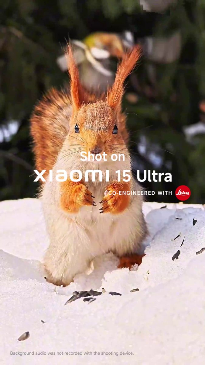 Spotted: A squirrel with Michelin star manners. 🍽️🐿️ #SpottedFromAfar with #Xiaomi15Ultra's ultra telephoto. 📸Dima (IG: dots_foto)