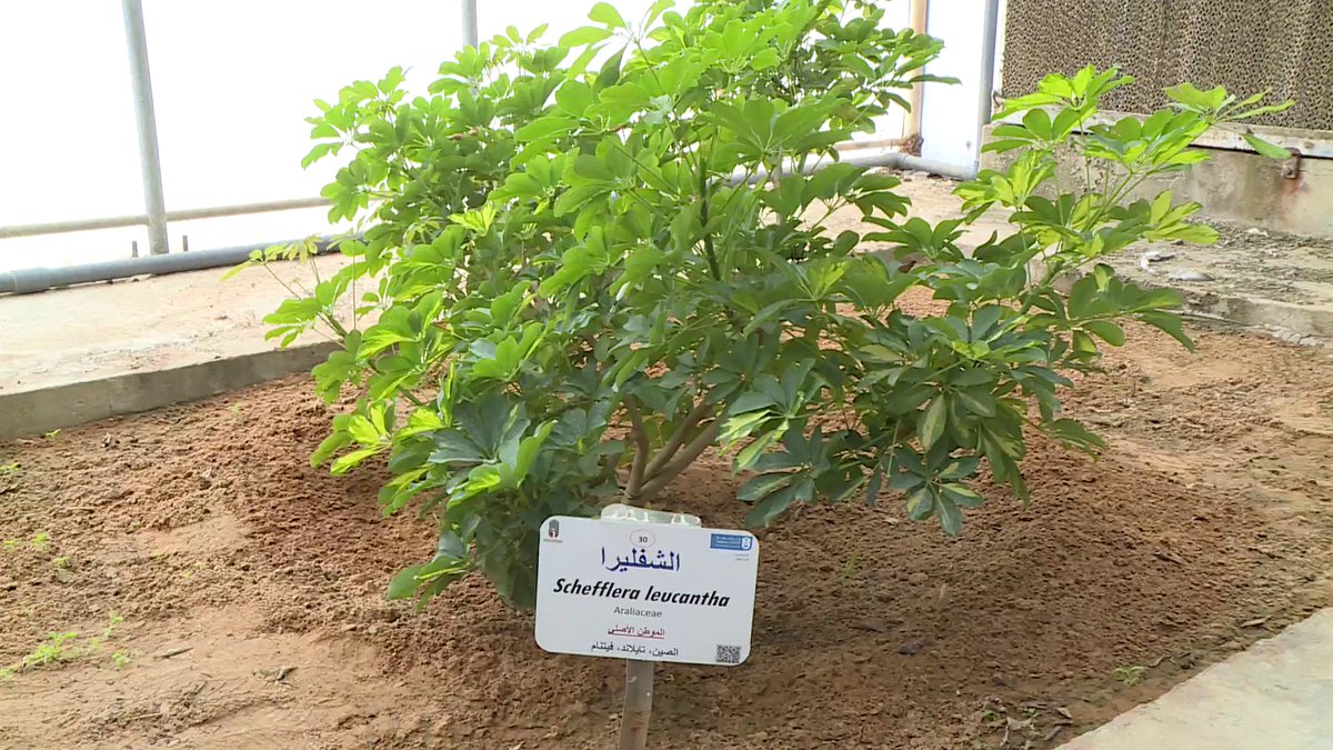 عبد الله الحماد المشرف على حديقة النباتات الطبية والعطرية والسامة في جامعة الملك سعود: يجب الحذر من نبتة "الشفليرا" في المنازل بسبب سميتها، خاصة في الأماكن التي فيها أطفال قد يؤدي عبثهم بها إلى مخاطر صحية كبيرة تصل أحيانا إلى الوفاة #الإخبارية