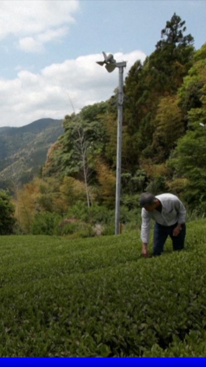 🍵 Pourquoi faut-il craindre une pénurie mondiale de thé matcha?