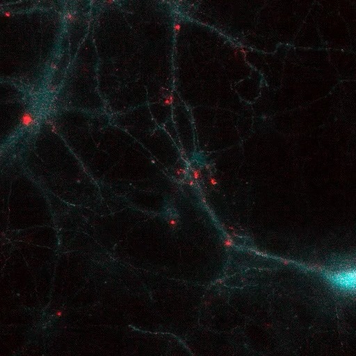 ✨ Announcing a new glutamate indicator - iGluSnFR4! ✨ Launched as a pair, iGLuSnFR4s and iGluSnFR4f have high-sensitivity and fast activation/deactivation for recording synapses. More on the indicators and what they are already revealing: