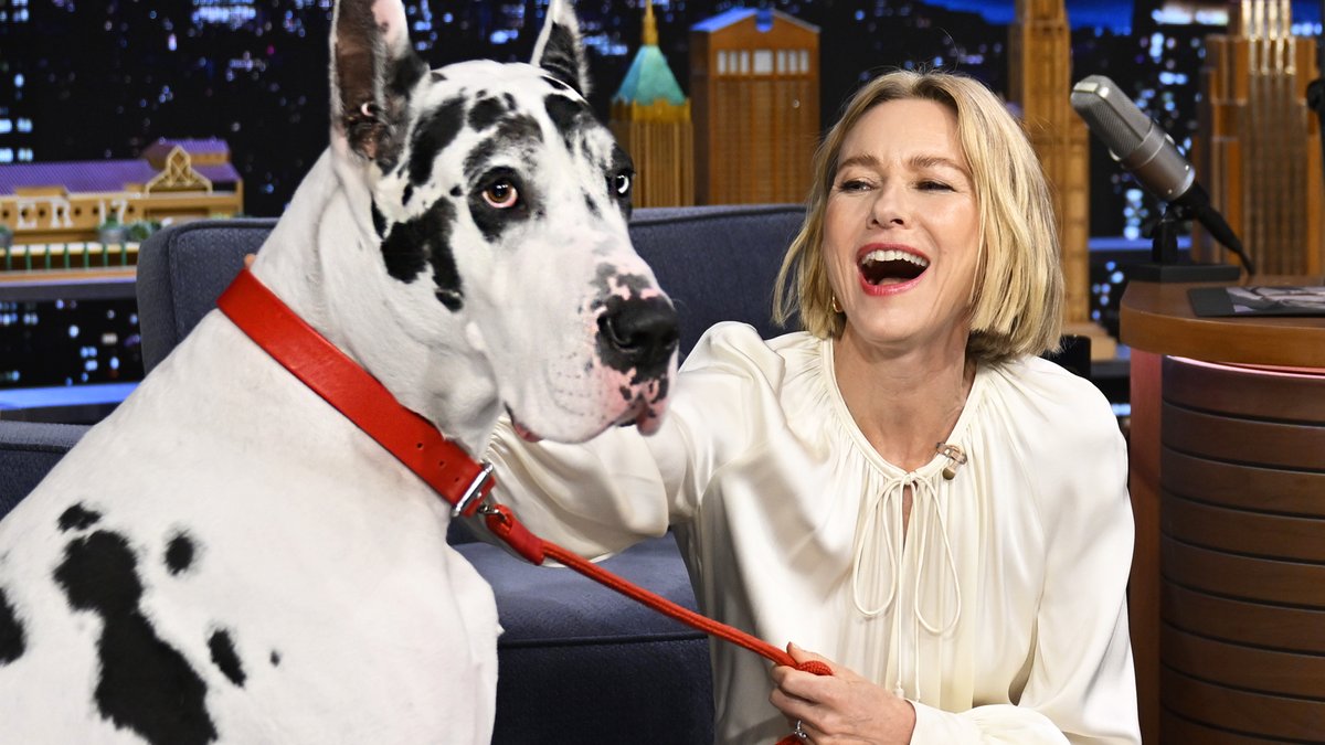 Naomi Watts' 150-lb co-star Bing the Great Dane joins her and Jimmy for a song 🥹 #FallonTonight