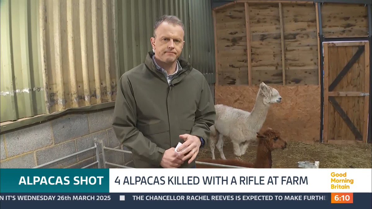 Police are appealing for the public's help after four alpacas were shot dead with a rifle during an attack at a farm in Cambridgeshire. Their owner described the killings as "senseless" after she found their bodies in a field. @nickDixonITV is at the farm in Cambridgeshire.