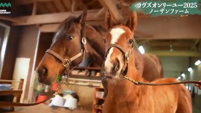 【特別公開】3月21日撮影 ラヴズオンリーユー と 3月5日に生まれたばかりの ラヴズオンリーユー2025 の様子です。 少しオドオドしながらも 母の横をしっかりと歩いています！ LovesOnlyYou