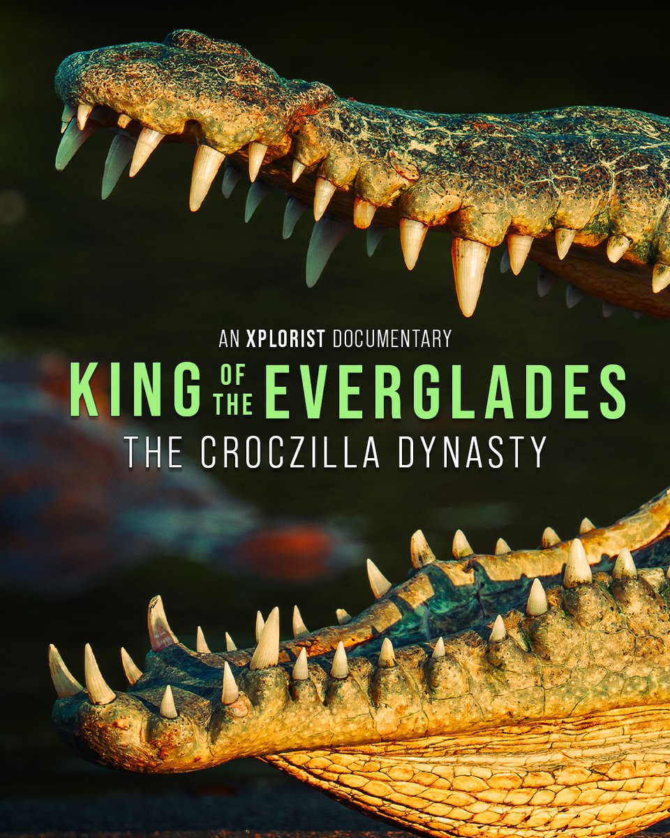 "King of the Everglades" Documentary - Official Campaign! Deep in Florida's Everglades lurks "Croczilla" – a legendary American crocodile. For years, this elusive apex predator has evaded scientists and photographers alike. Until today. Join the mission to track Croczilla.