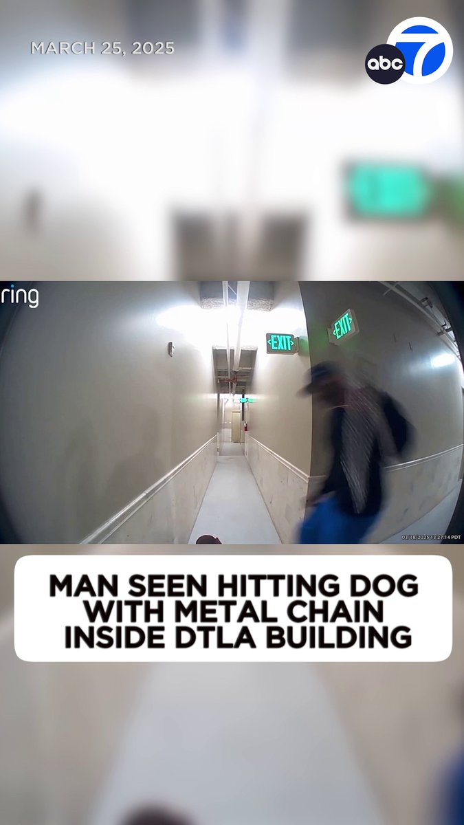 The LAPD is investigating after a man was seen on video hitting a dog multiple times with a metal chain in a hallway of a downtown L.A. apartment building. WARNING: The video is graphic and may be disturbing to some.