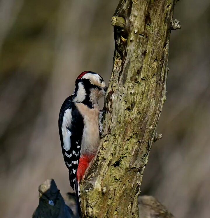 A Great Spotted Woodpecker doing Woodpecker things! 😀😍🐦