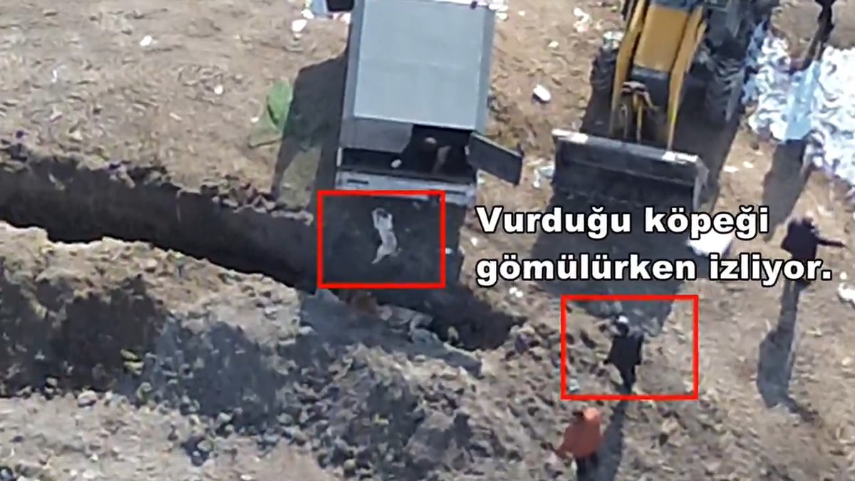 Erzincan Belediyesi Barınağı'nda canlı bir köpeğin vurulup yerde sürüklendiği ve çok sayıda hayvanın diri diri gömüldüğü ortaya çıktı! Savcılık adil bir soruşturma için gerekli adımları atmıyor. Bu vahşete sessiz kalma, SUÇA ORTAK OLMA! #SokaktayımYanındayım #AYMYasayıİptalEt