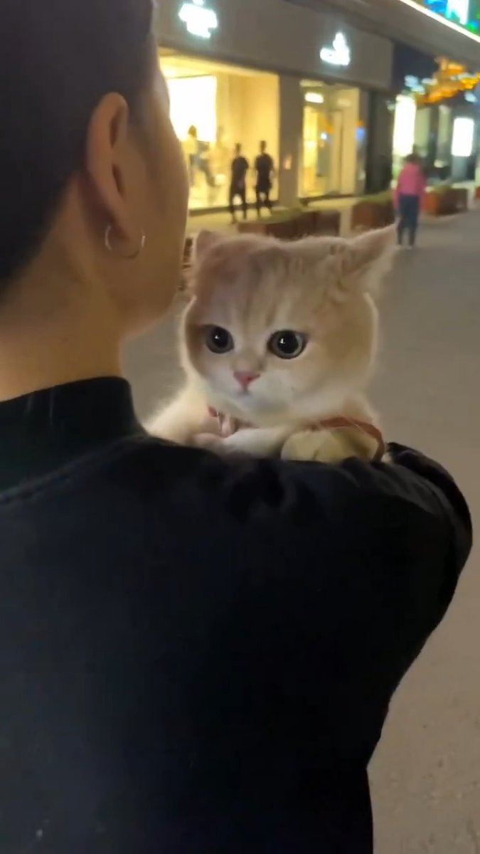 Adorable little kitten 😽💘