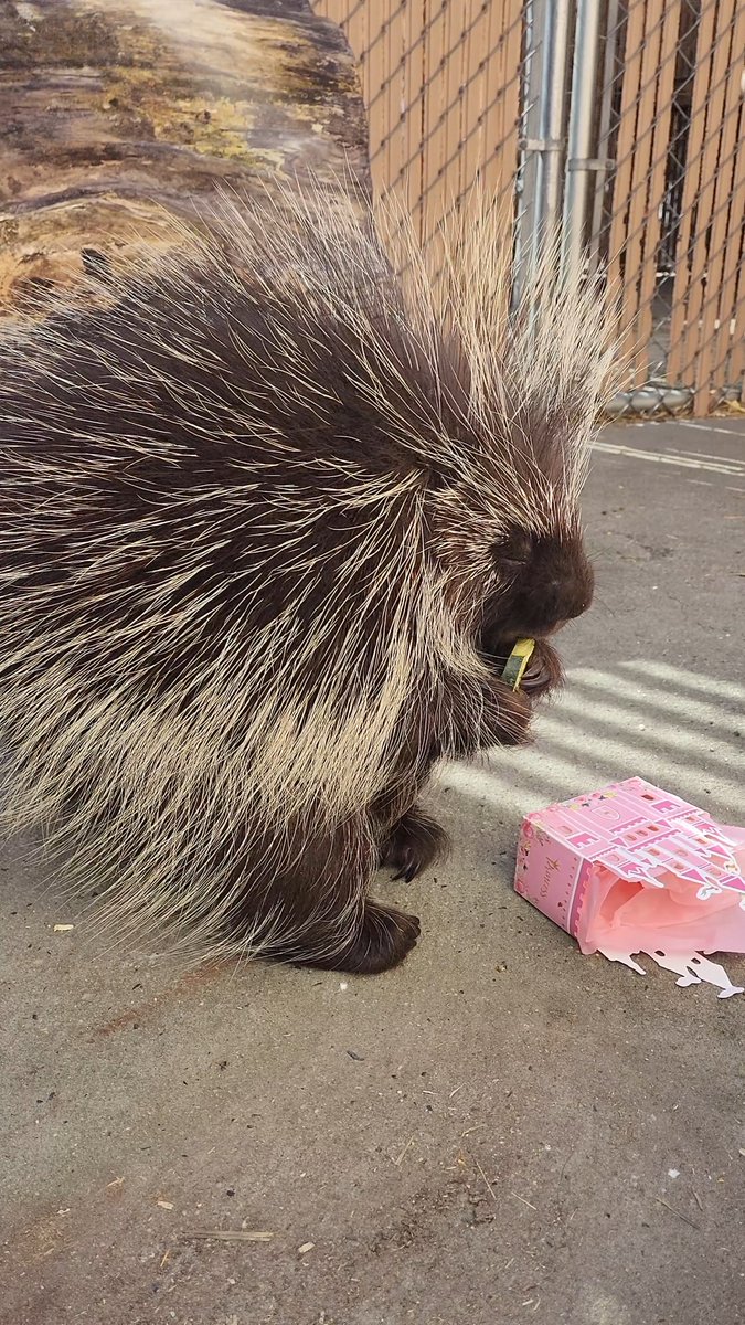 A birthday party fit for a princess 🎈👑 We celebrated North American porcupine Aurora turning 9-years-old with royal decorations and enrichment gift bags filled with some of her favorite foods (like zucchini)! Happy Birthday Aurora!