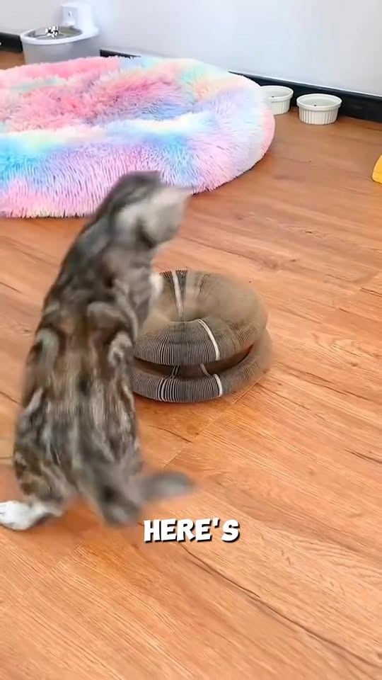Most cat toys do a terrible job of appealing to cats true desires... that’s why there’s so many bored and depressed indoor cats out there! That's why Licca spent 6 months creating Licca Curling Toy! Buy 1 Get 1 Free Now!!! Get here: