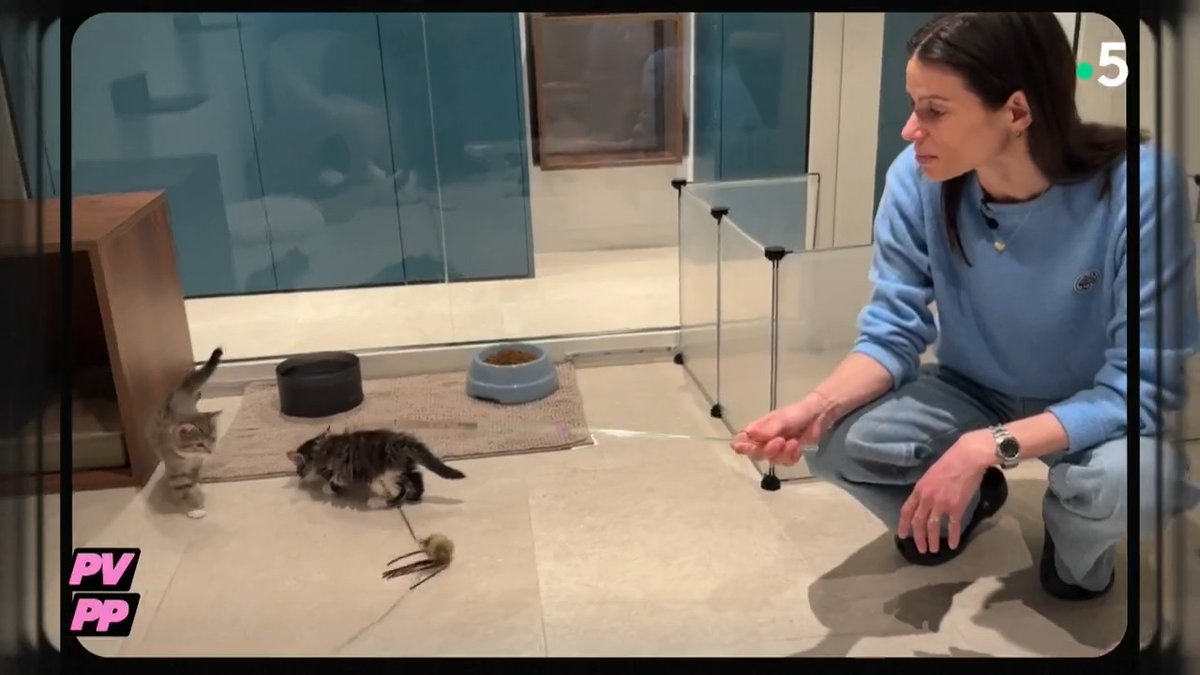 🇫🇷😹 INSOLITE | Chauffage au sol, jeux, gamelle à reconnaissance faciale… Vous pouvez amener votre chat dans un hôtel "all inclusive" à 280€/semaine. (C à vous / France 5)
