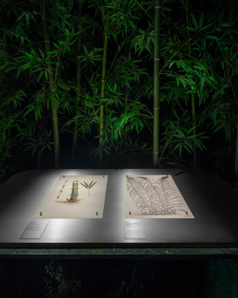 Gucci Bamboo: Decoding an Icon. Opening in Shanghai, the House’s new exhibition traces the story of the #GucciBamboo1947 bag—from its origins to its contemporary reinterpretations. Curated and designed by 2050+, the journey begins in The Whispering Grove, where bamboo’s cultural symbolism is brought to life through a suspended installation and AI-generated visuals by artist Christian Kondić. A convergence of botany and artistry, it sets the tone for the chapters ahead. Discover the exhibition at Sunke Villa in Shanghai until April 6, 2025. #DecodinganIcon